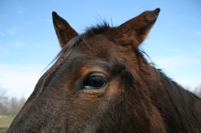 Gutes Gehör: Pferde können Stimmen zuordnen