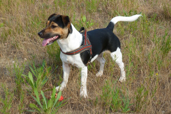 Jack Russell Terrier: Familienhund mit starken Nerven
