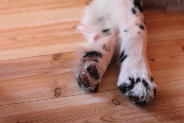 Eisklumpen zwischen den Zehen: So schützt man Hundepfoten