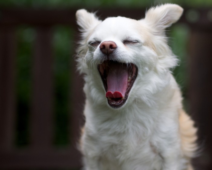 5 Gewürze gegen Mundgeruch beim Hund: So einfach geht’s