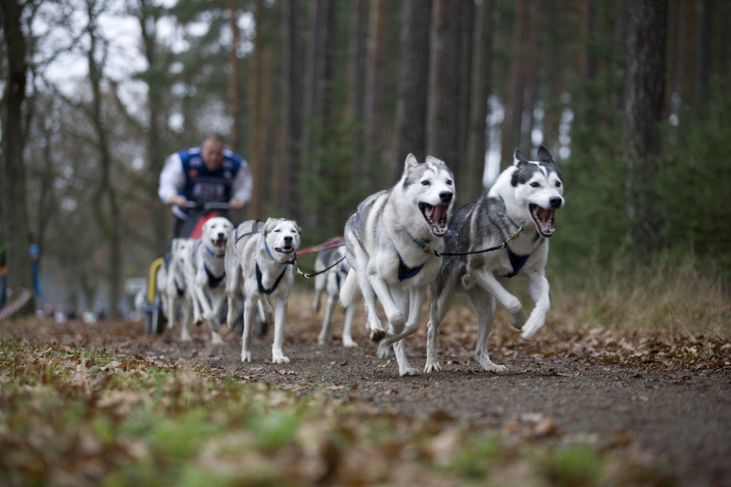 Wieder Tierquäler aktiv: Hundebesitzer in Brandenburg aufgepasst!