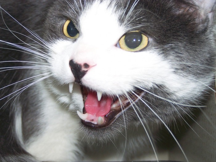 Katzen Frust oder Lust: Zähnefletschen am Fenster