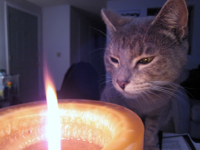 Feueralarm: Katze steht in Flammen