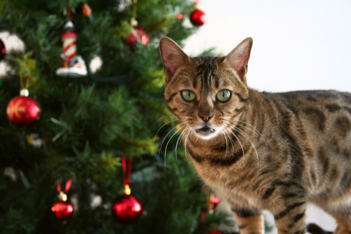 Darmverschluss bei Katzen: 8 Meter Lametta in Katze gefunden