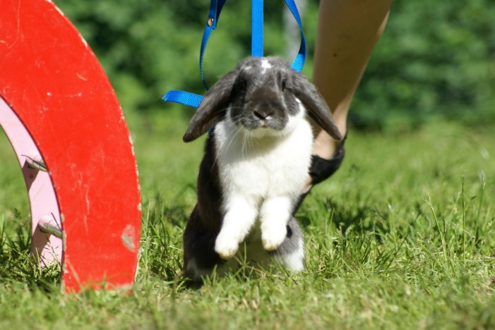 Kaninchen mal sportlich: Pures Springvergnügen