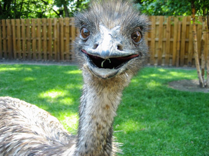 Fahndungsfoto vom Emu: Bei Sichtkontakt Notruf wählen!