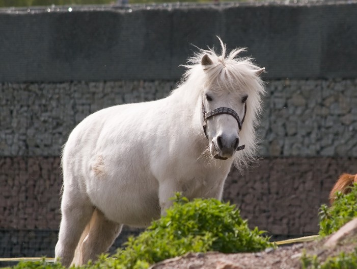 Falsche Tierliebe: Pony Idefix muss abspecken