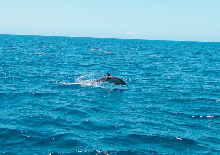 Delfine in der Ostsee: Flipper auf Abwegen