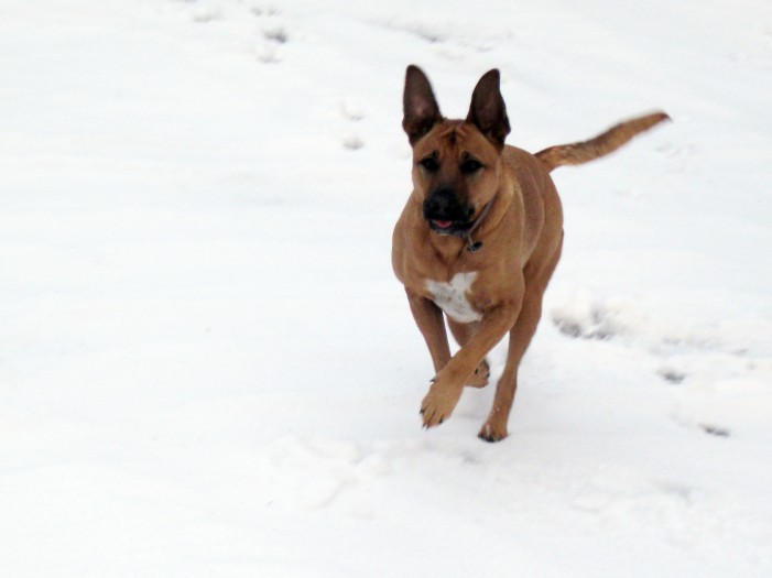 Nicht nur für Schlittenhunde: Urlaub im Schnee