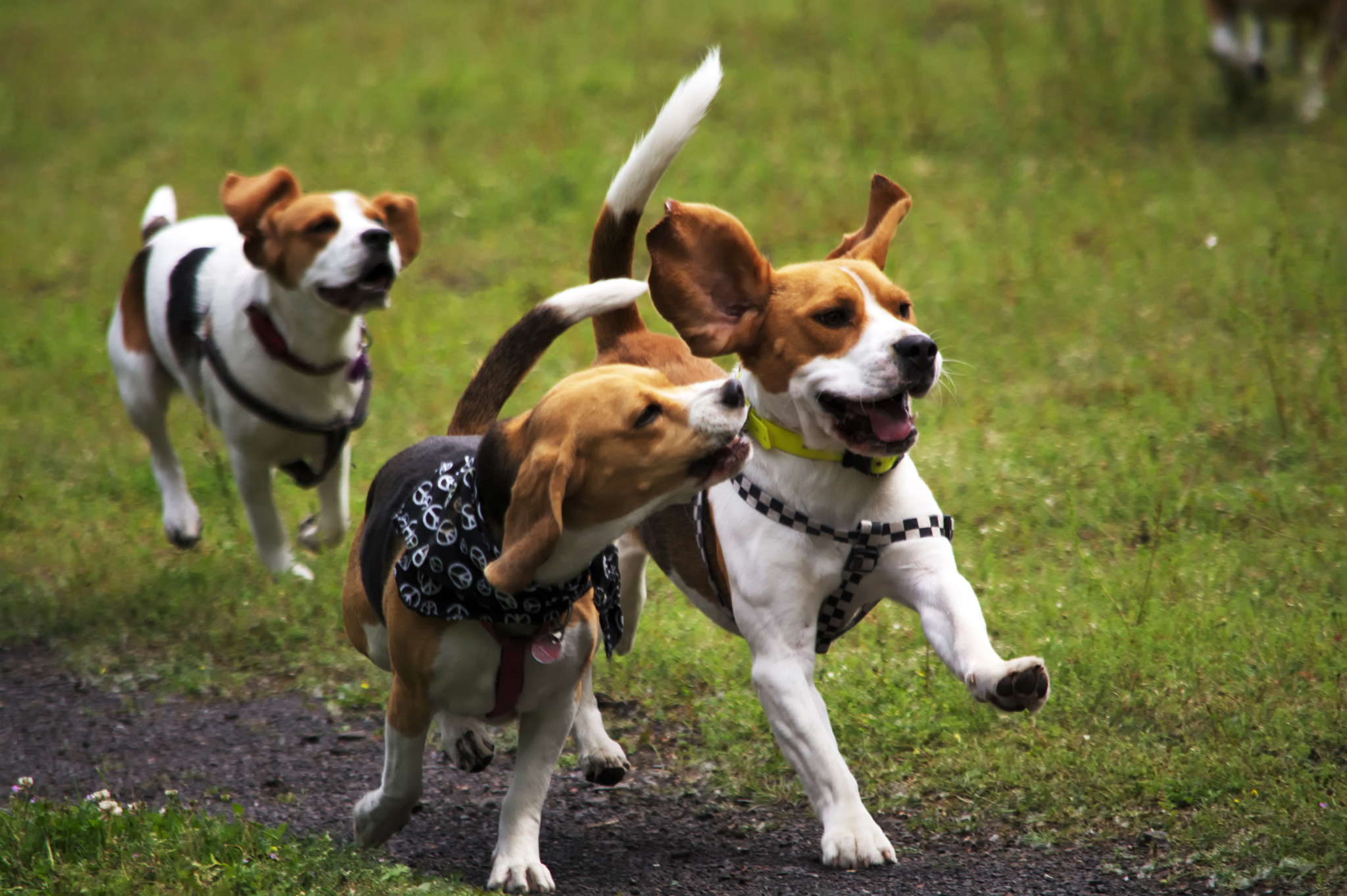 GPS Hundehalsband: Hilfe bei Ortung von Tieren Dank GPS