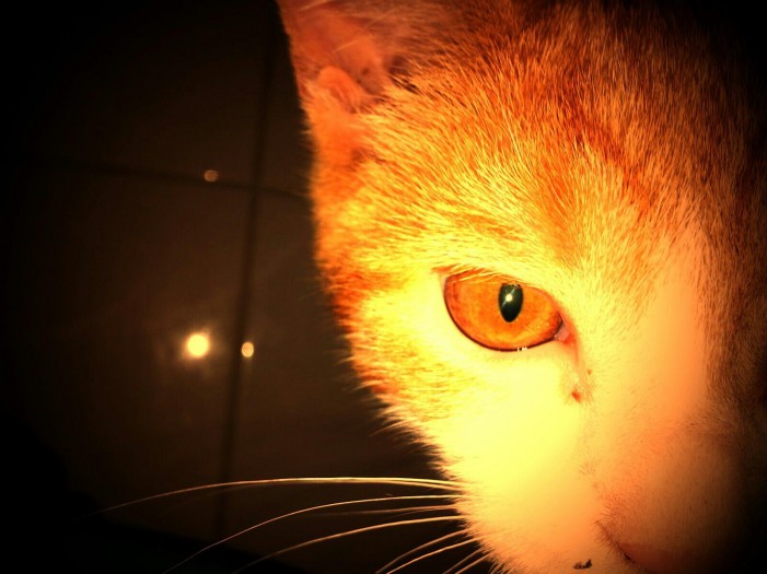 Scharfe Augen: Können Katzen nachts sehen?