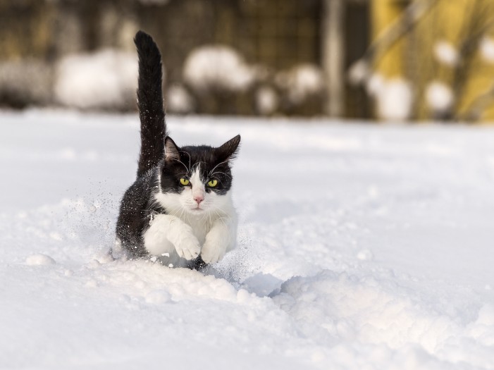 Katzen im Schnee: Kleine Hilfe, große Wirkung