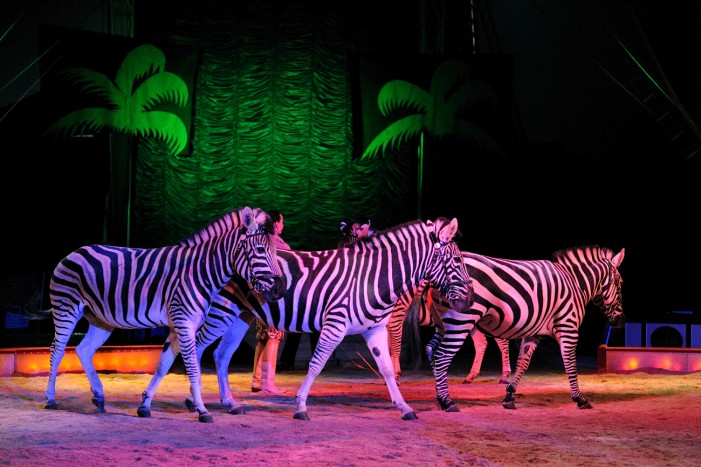 Keine wilden Tiere im Zirkus: Die Niederlande machen Ernst