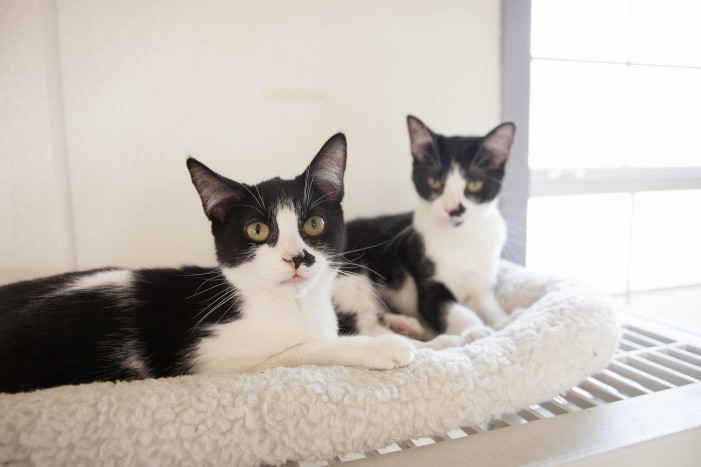 Familie mit Kuschelplatz gesucht: Katzen warten auf Umzug