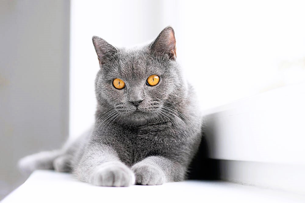 Britische Kurzhaar Katze - Rasseporträt, Kosten, Charakter, Futter