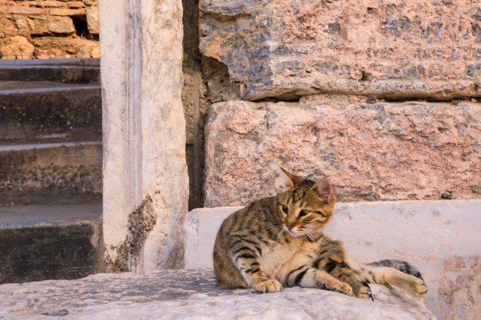 Fürsorge für alte Katzen: Wie unsere Vorfahren…