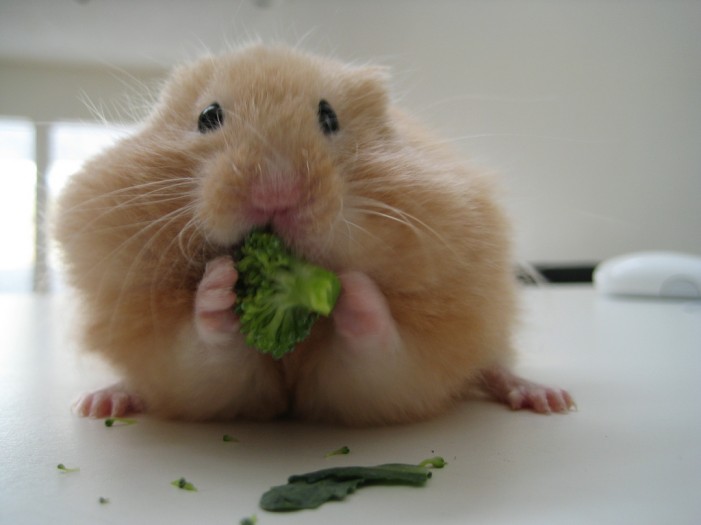 Du isst gerne Brokkoli? Hamster und Kleinnager auch!