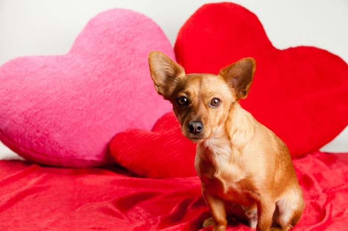 Valentinstag: Mein Schatz ist (m)ein Hund