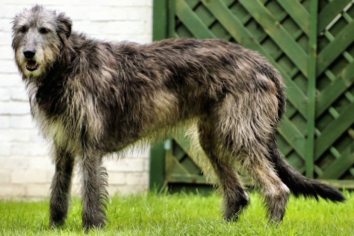 Irischer Wolfshund: Größter Hund der Welt ist ein sanfter Riese