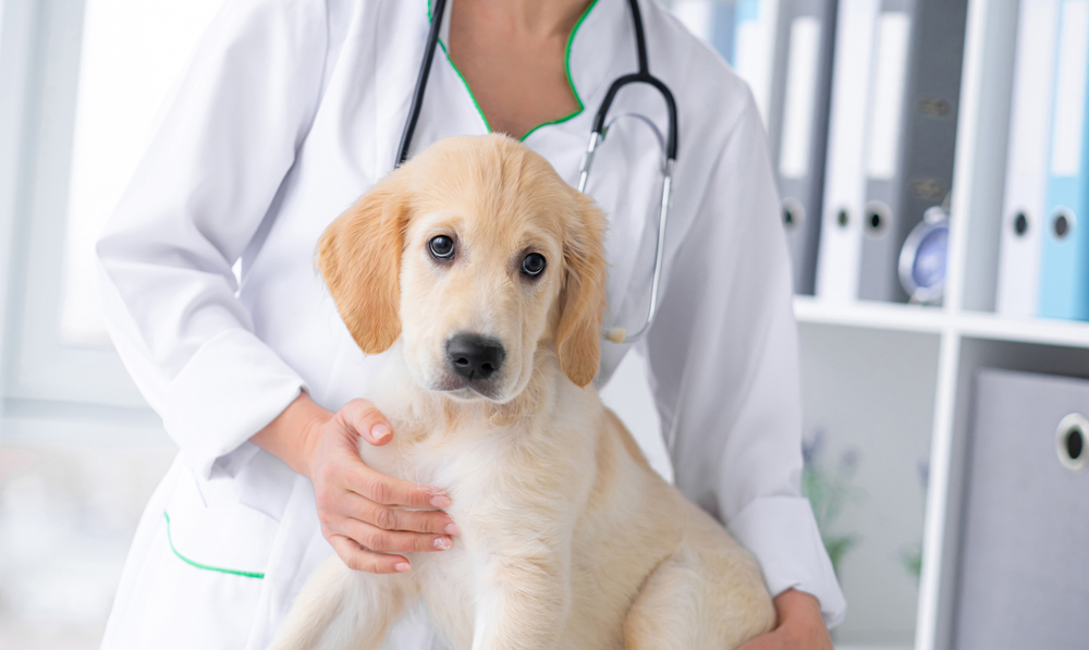 Tödliche Seuche bedroht Hunde! Das müssen Hundebesitzer jetzt wissen!
